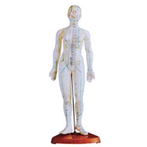 Body acupuncture model(46CM)